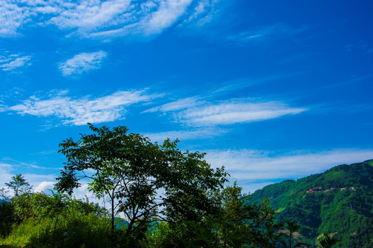 绿树 青山