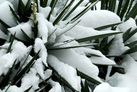 剑兰雪