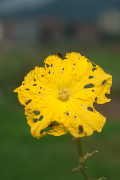 丝瓜花 黄花  小昆虫  花