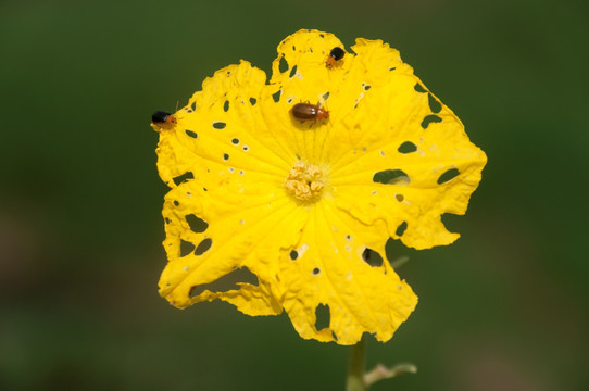 丝瓜花和昆虫