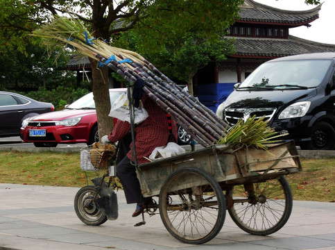 三轮车 果农 甘蔗