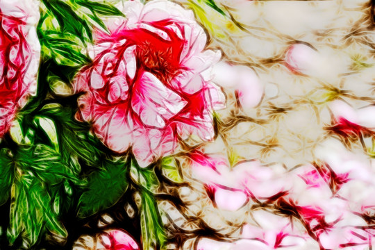 牡丹花 無(wú)框畫
