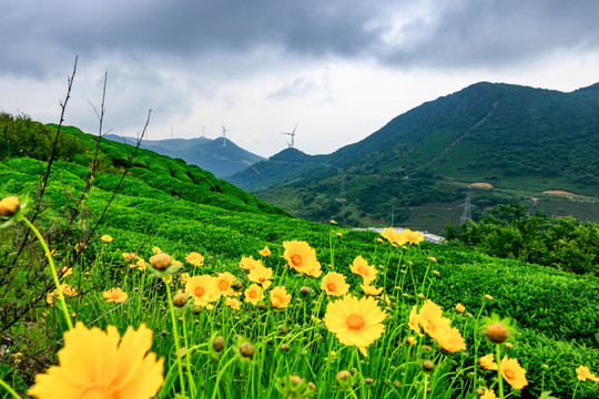 茶山茶园 高山茶园 新茶绿叶