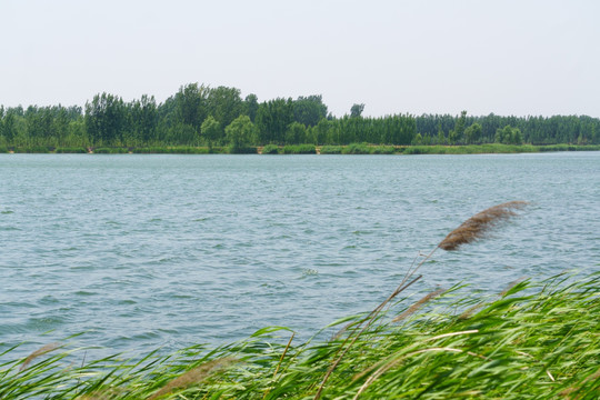 济南鹊山龙湖湿地