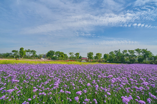 花卉花海 高清大图