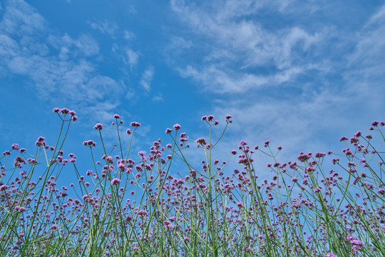 花卉花海 高清图