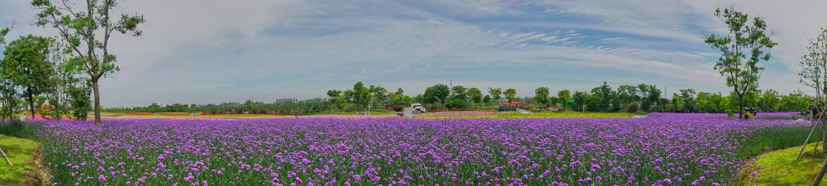 花海 高清宽幅