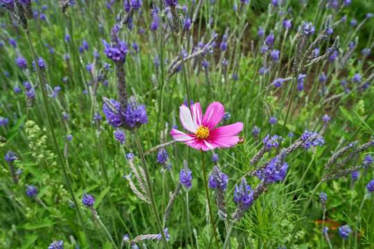 薰衣草花卉 高清图