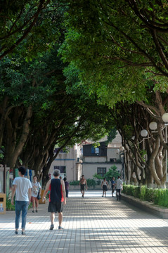 树荫道路