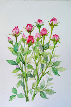 手繪花卉