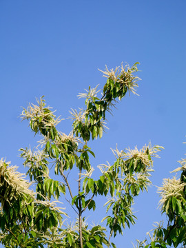 开花的板栗树枝