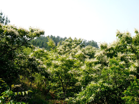 开花的板栗树林