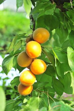 麦黄杏 杏子成熟