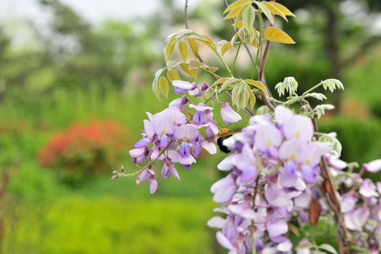 紫藤花