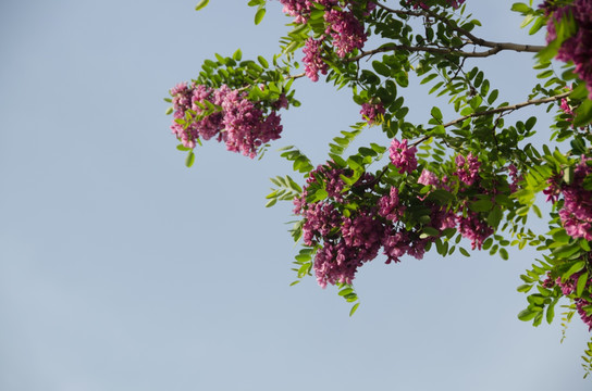 槐树 槐花 紫色