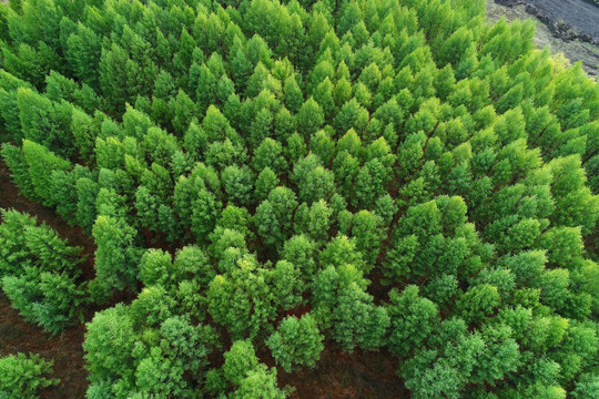 落叶松松林风景 航拍