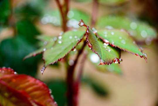 月季花叶上的水珠