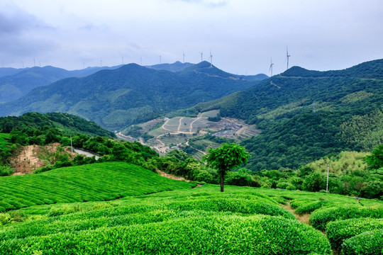 茶园风景 茶山茶场