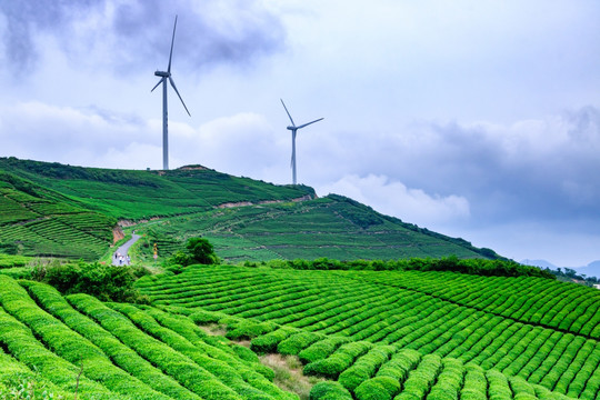 茶山茶场 茶园 茶场茶树 茶叶