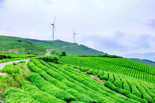 茶叶 茶园景色