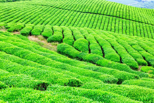 茶场茶树 茶叶产区