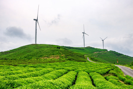 茶场风机