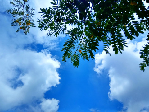 蓝天白云 仰望天空树顶