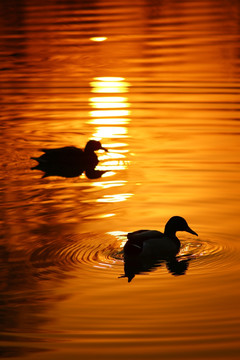 夕阳野鸭湖一对野鸭金黄波光粼粼