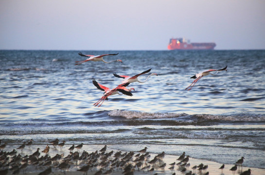 非洲大海火烈鸟起飞海鸥群轮船