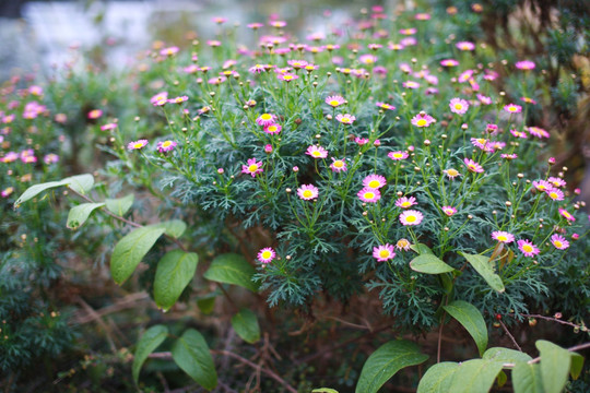 中山公园 小雏菊