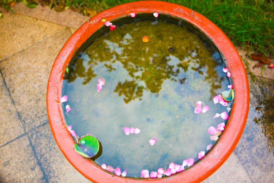 雨后花盆