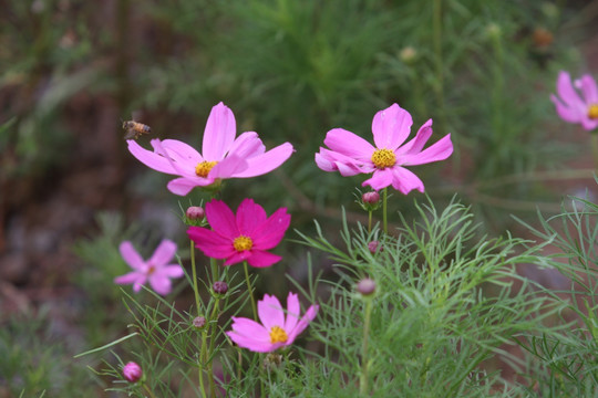 格桑花