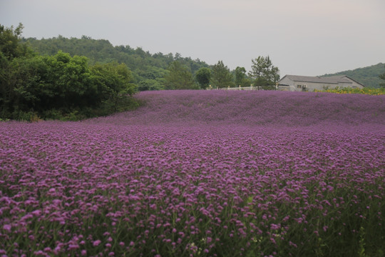 紫色花海