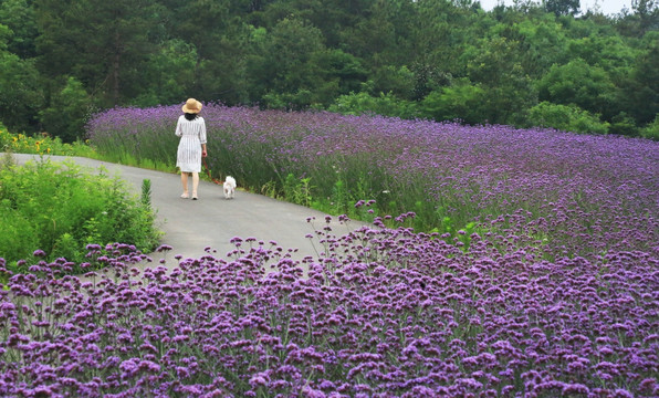 花海 人与自然