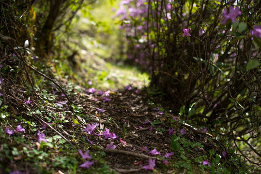 落花小径