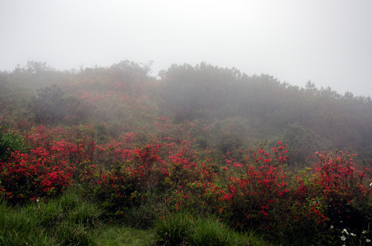 水墨杜鹃花