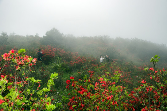 高山红花