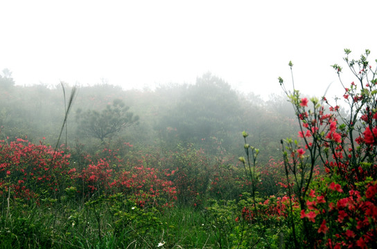 雾中杜鹃花