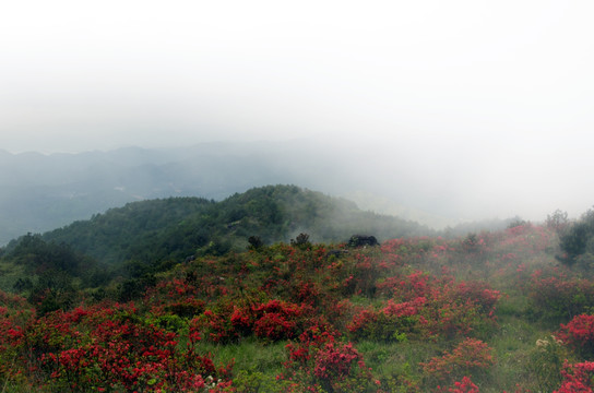 高岗映山红