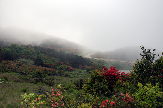 高岗杜鹃花