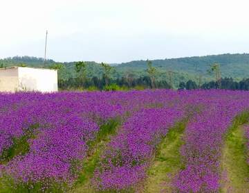 马鞭草花田