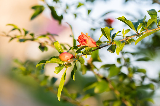 石榴花