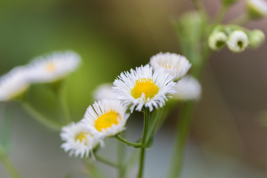 蒲公英花