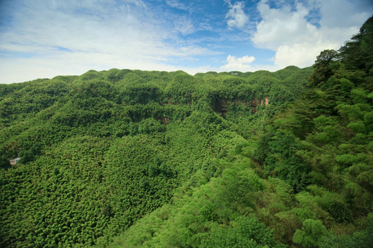 蜀南竹海全景 竹林