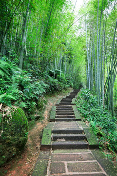 竹林小路 山间石阶路