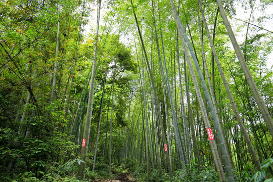 竹林 竹子 竹海