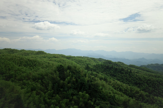 蜀南竹海全景 竹林