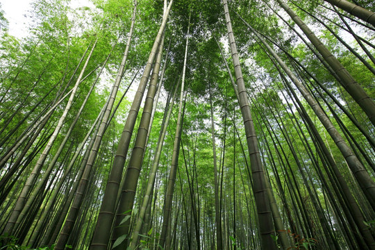 竹林 竹子 竹海