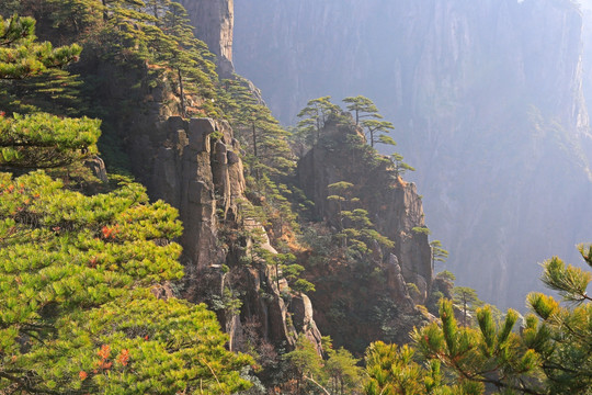 黄山松林峭壁