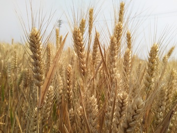 小麦 麦穗